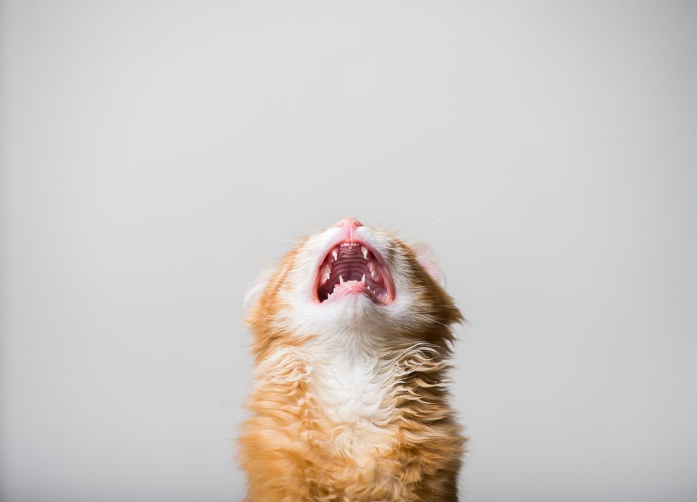 desktop-meme-crypto-a-tema-gatto-raggiunge-la-cima-dopo-il-battage-di-binance