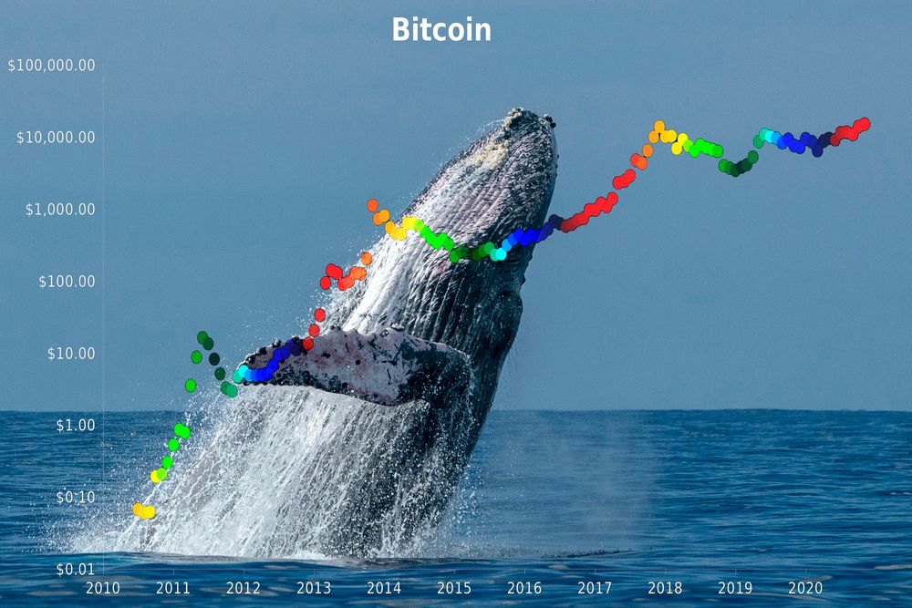 Crypto Whale Movements: How They Trigger Bullish and Bearish Market Trends